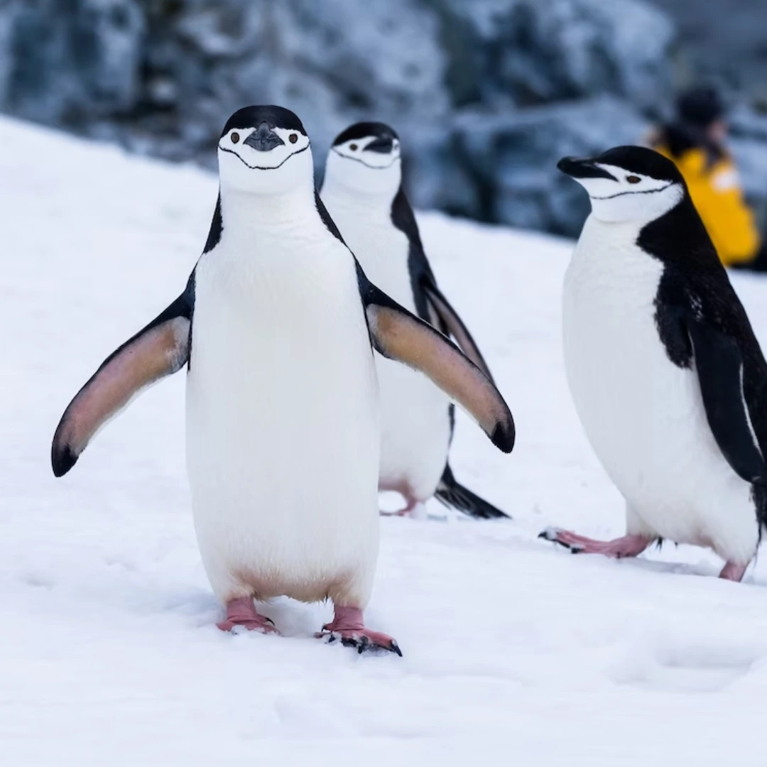 Penguins FAQ